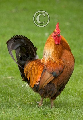 Bantam Cockeral DM0287